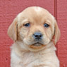 english lab pups for sale