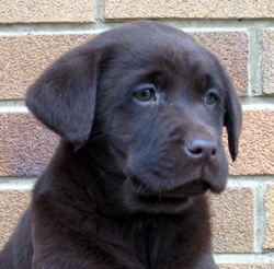 how much are labrador puppies for sale