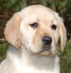 Labrador Litters