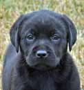 black lab pups for sale