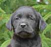 black female lab pup for sale