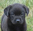 black male lab pup