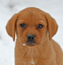 fox red lab pup
