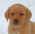 fox red lab