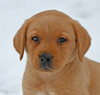 fox red lab