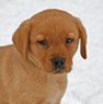 fox red lab pup