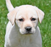 yellow lab pup