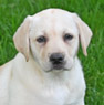 yellow lab pup