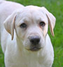 yellow lab pup