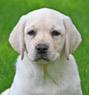 yellow lab pup