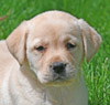 yellow lab pup