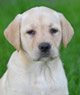 yellow lab pup
