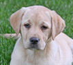 yellow lab pup