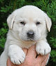 white female pup