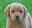 red female pup