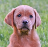 red female pup
