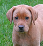 red female pup