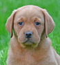 red female pup