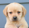 yellow lab male pup