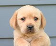 yellow lab male pup