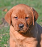 fox red female lab pup