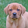 red female pup