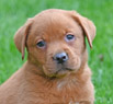 fox red lab pup