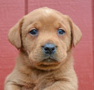 english lab pups for sale