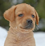 fox red lab pup