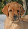 fox red lab pup