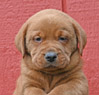 fox red lab pup