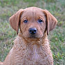 fox red male lab pup