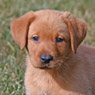 fox red male lab pup