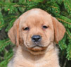 yellow male lab pup