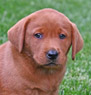 red female pup