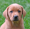 fox red lab male pup