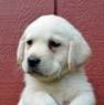 Labrador Pup for Sale