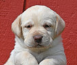 yellow lab pup