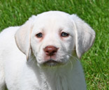 white lab pup
