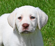 white lab pup