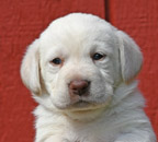 white lab pup