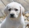 yellow lab male pup