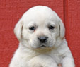 yellow lab male pup