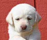 white male lab pup