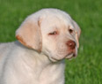 yellow female lab pup