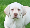 yellow female lab pup