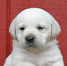 white lab pup