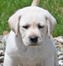 yellow lab male pup