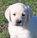white male lab pup