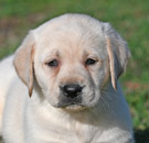 white lab pup